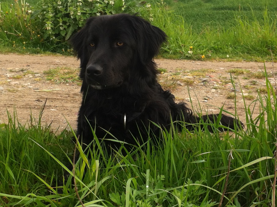 Blacky (Appenzeller Sennenhund, Collie, Golden Retriever, Labrador) Appenzeller Sennenhund Collie Golden Retriever Labrador 